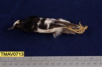 藏品(小剪尾)的圖片